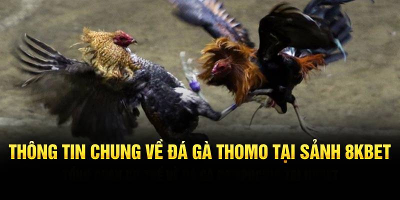 Thông tin chung về đá gà Thomo tại sảnh 8KBET