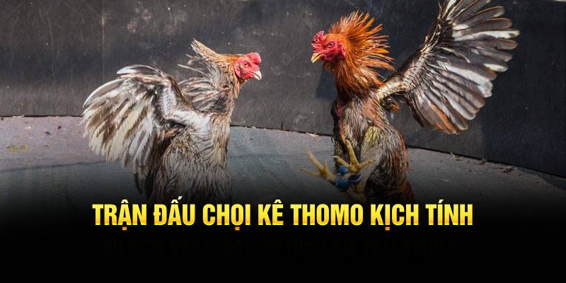 Trận đấu chọi kê Thomo kịch tính